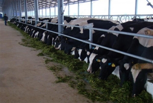 Mô hình chăn nuôi bò sữa trang trại lớn tại Nghệ An
