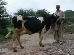 Pakistan: Milk Production per Animal Sharply Lower